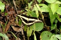 PAPILIONIDAE, Papilio paeon thrason